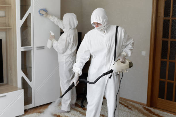 Best Basement Mold Remediation in Tipp City, OH
