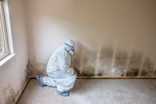 Best Industrial Mold Remediation in Tipp City, OH