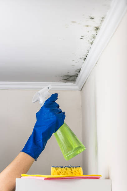 Best Emergency Mold Remediation in Tipp City, OH